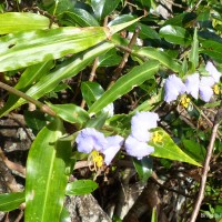 Commelina undulata R.Br.